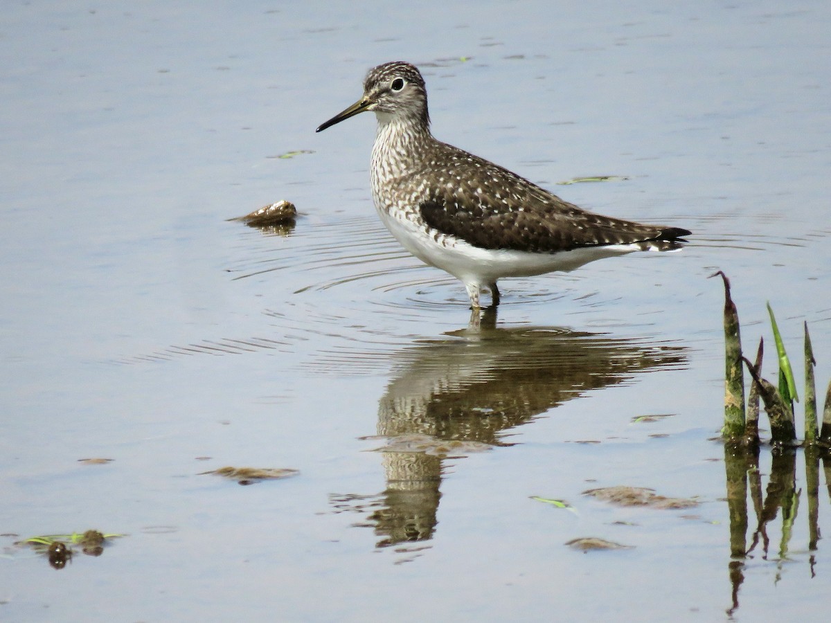 Solitary Sandpiper - Dean Newhouse