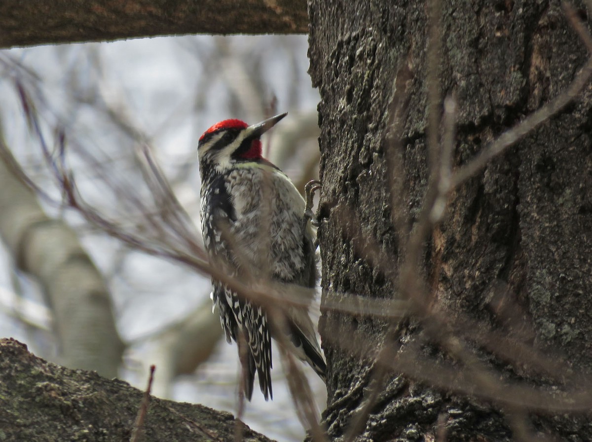 Yellow-bellied Sapsucker - ML435402611