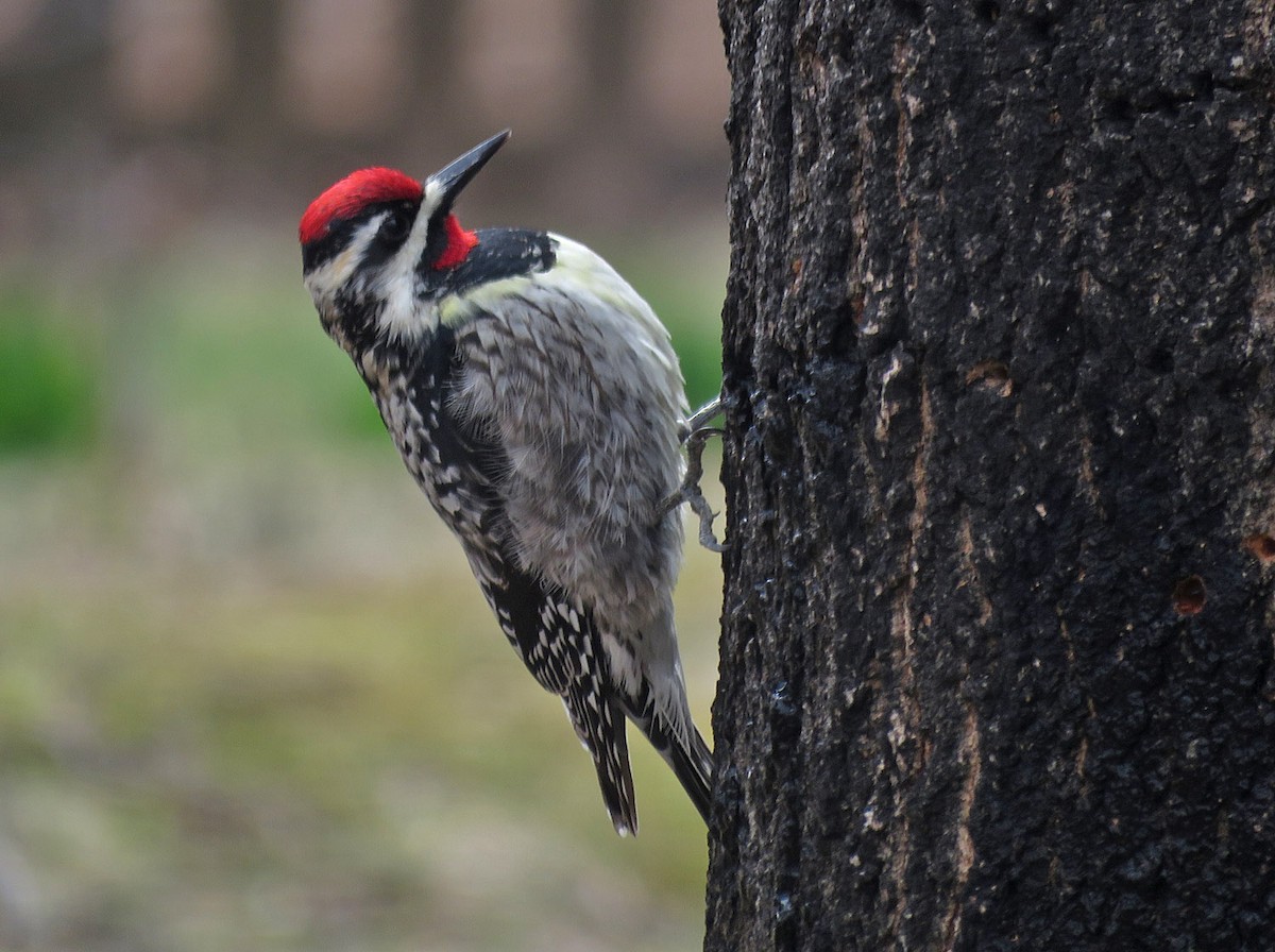 Yellow-bellied Sapsucker - ML435402771