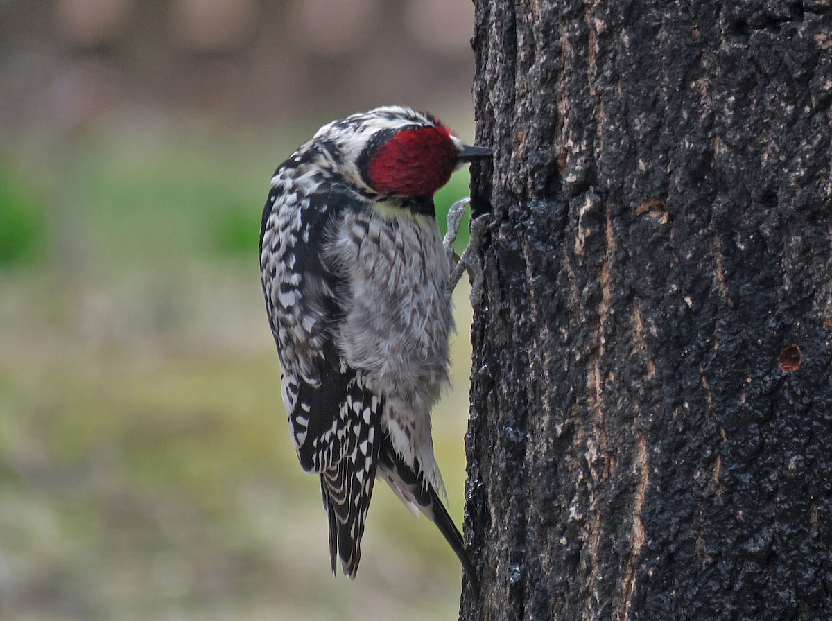 Yellow-bellied Sapsucker - ML435402851