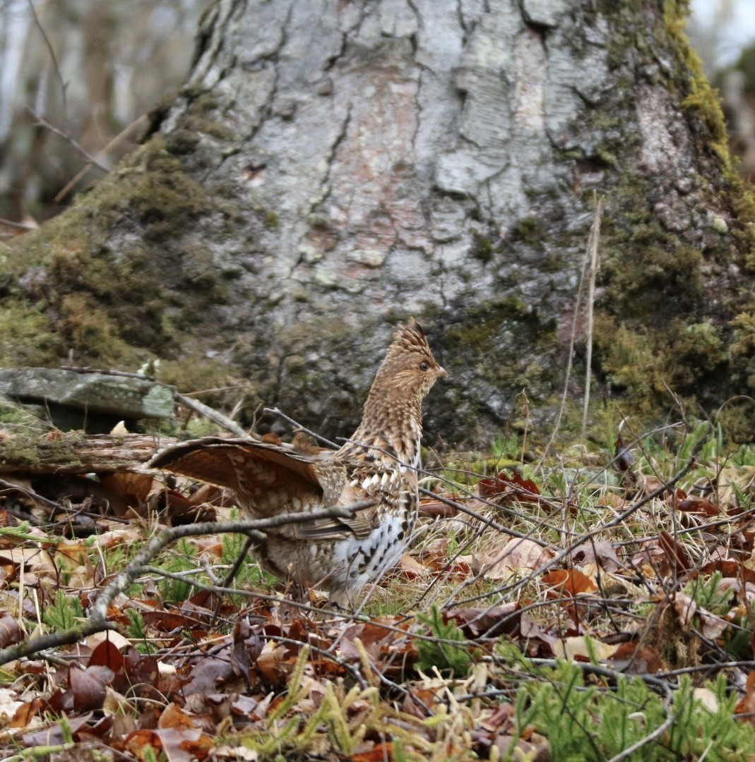 Ruffed Grouse - ML435404101