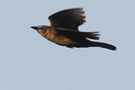 Boat-tailed Grackle - ML435404111
