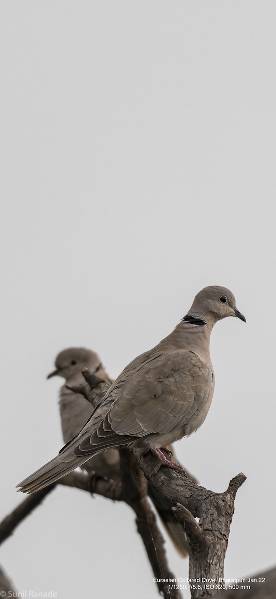 Eurasian Collared-Dove - Sunil Ranade