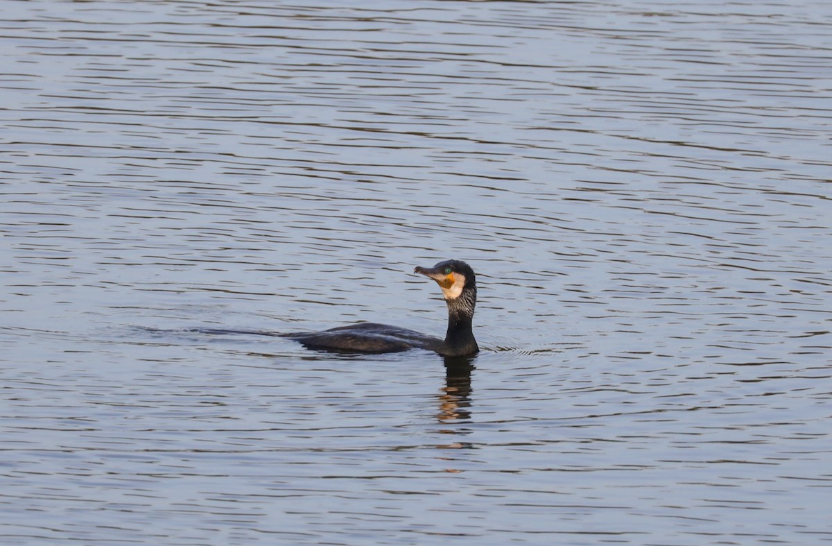 Great Cormorant/European Shag - ML435405451