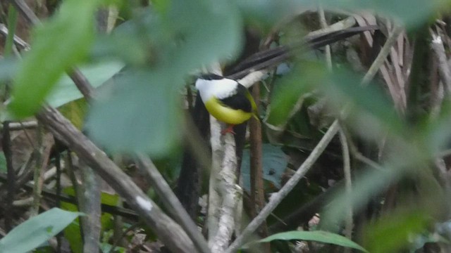 Manakin à col blanc - ML435406311