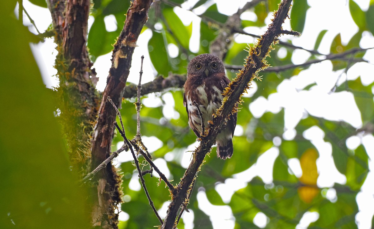 Cloud-forest Pygmy-Owl - Sam Woods