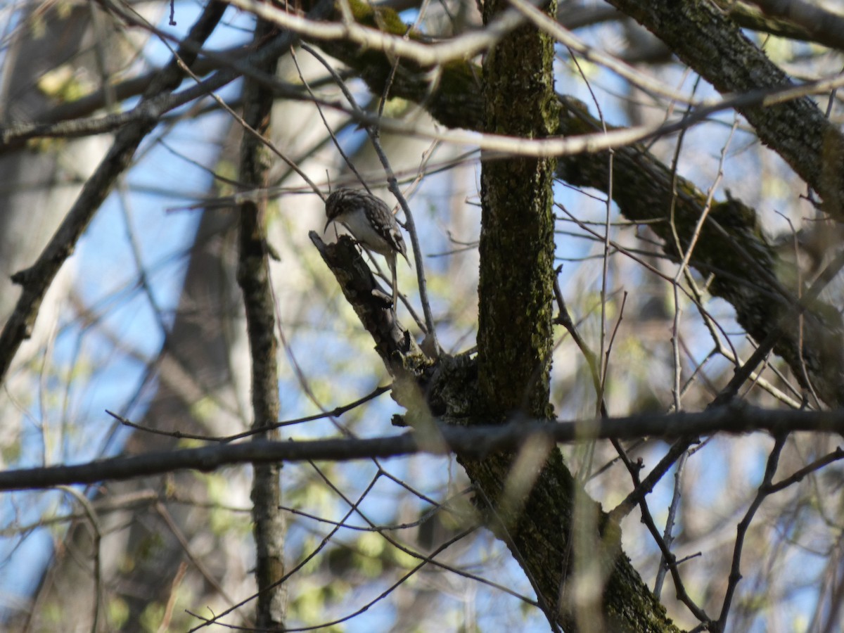 Brown Creeper - Meredith Cohen