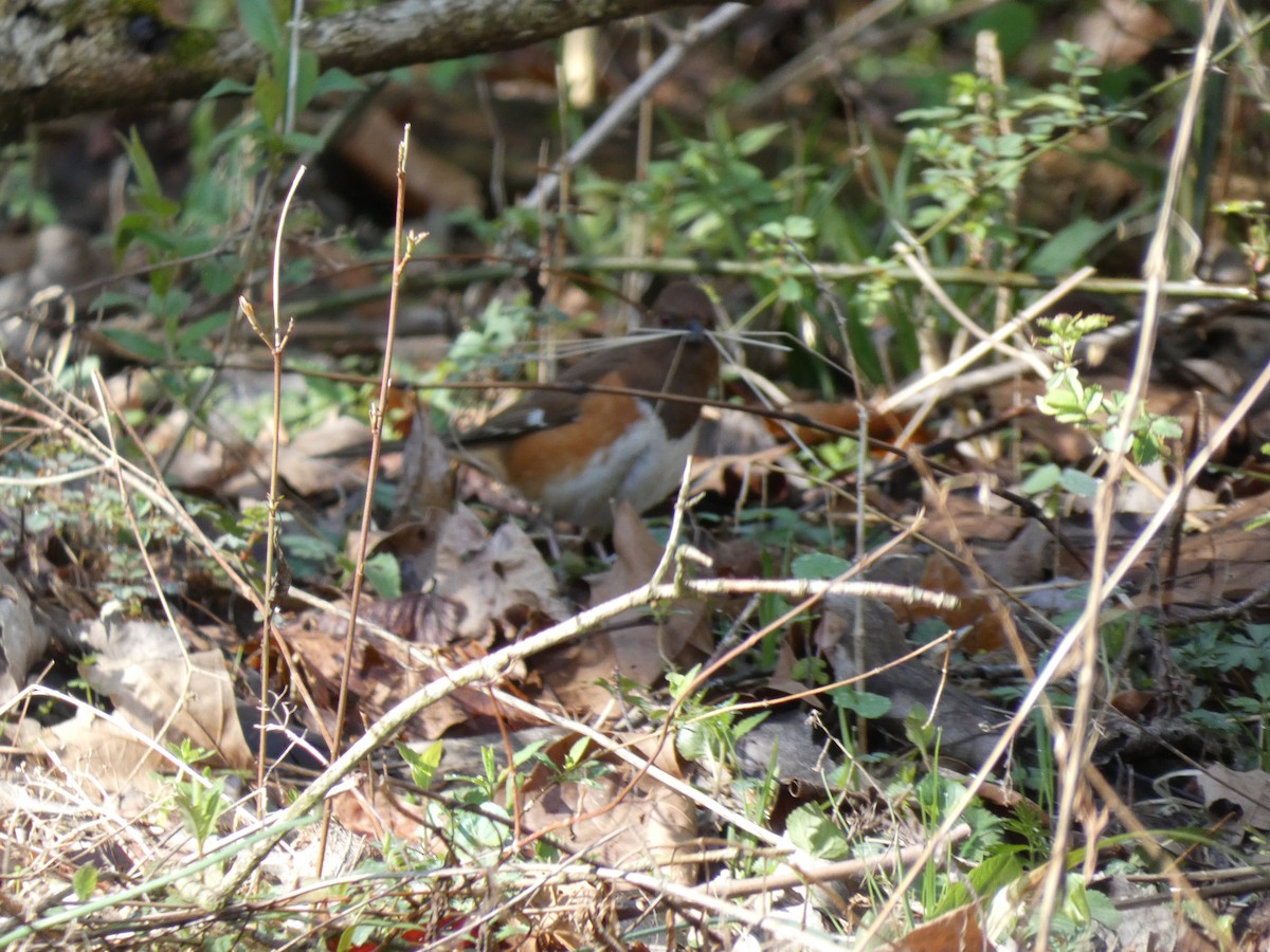 Eastern Towhee - ML435407691