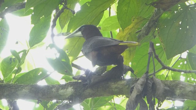 Chestnut-headed Oropendola - ML435409351