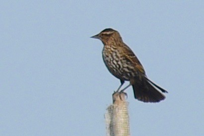 Red-winged Blackbird - barbara segal