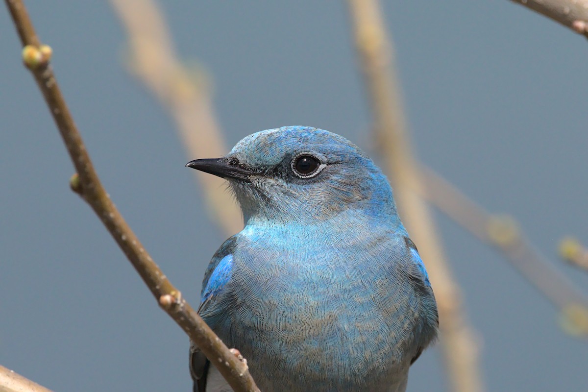 Mountain Bluebird - ML435414511