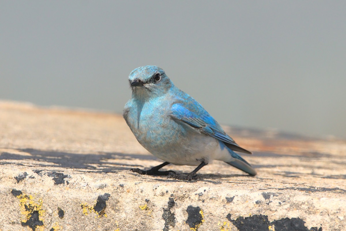 Mountain Bluebird - ML435414531