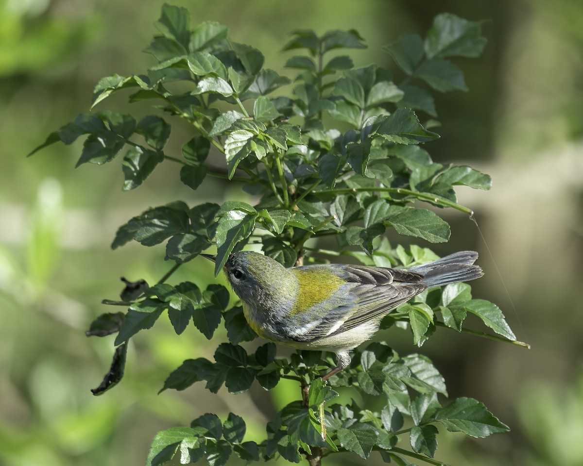 Northern Parula - ML435414871