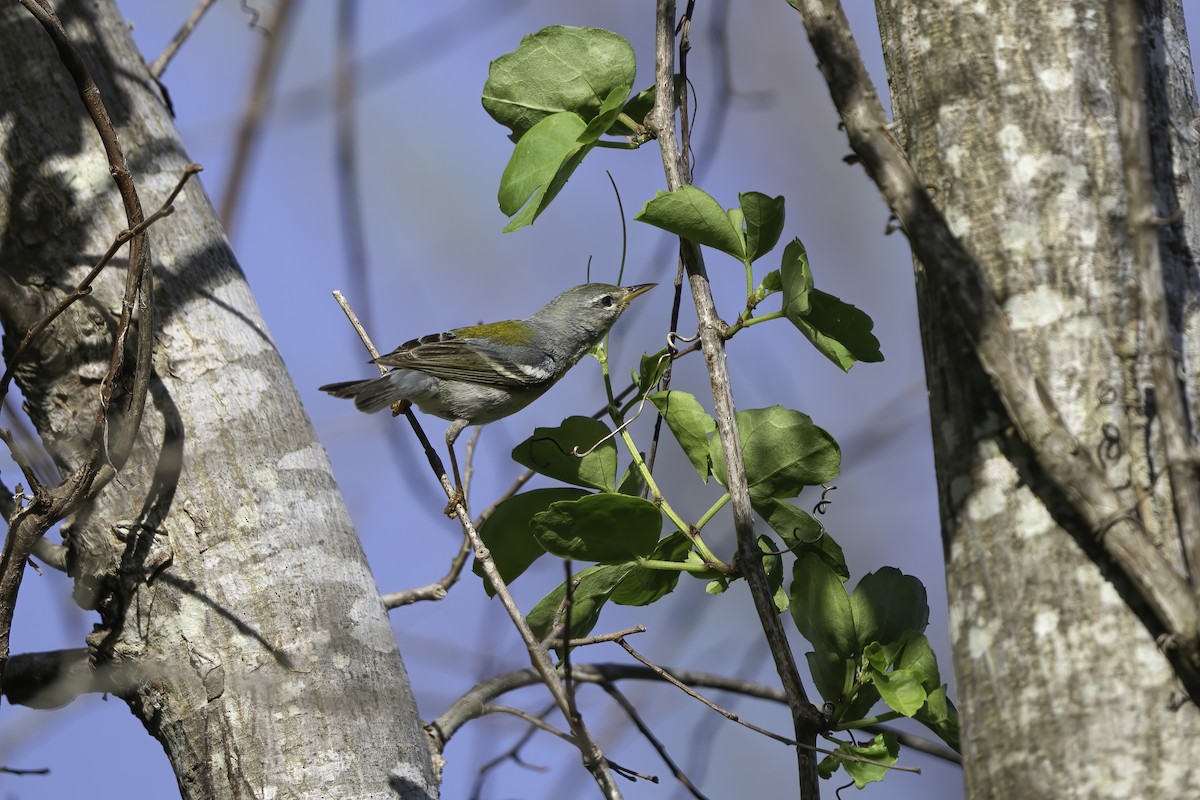 Northern Parula - ML435414931