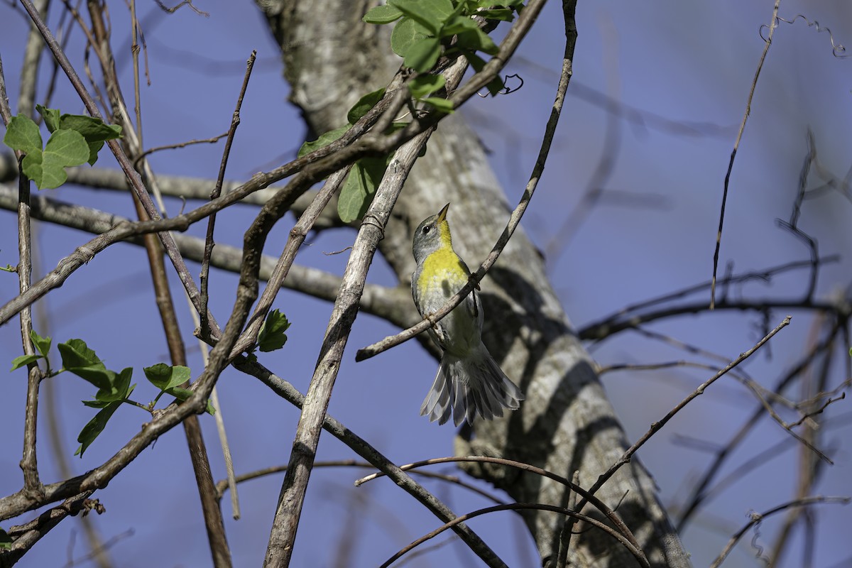 Northern Parula - ML435415021