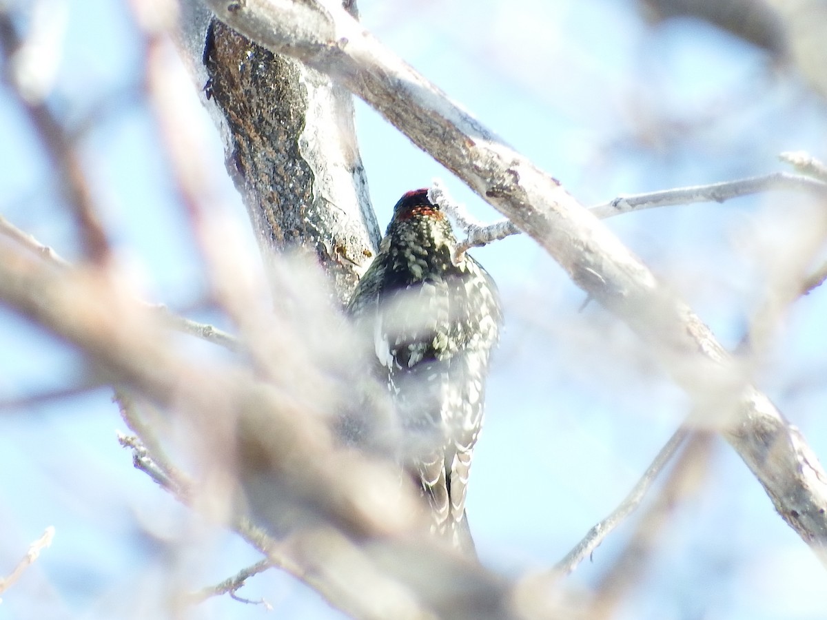 Red-naped Sapsucker - ML43541521