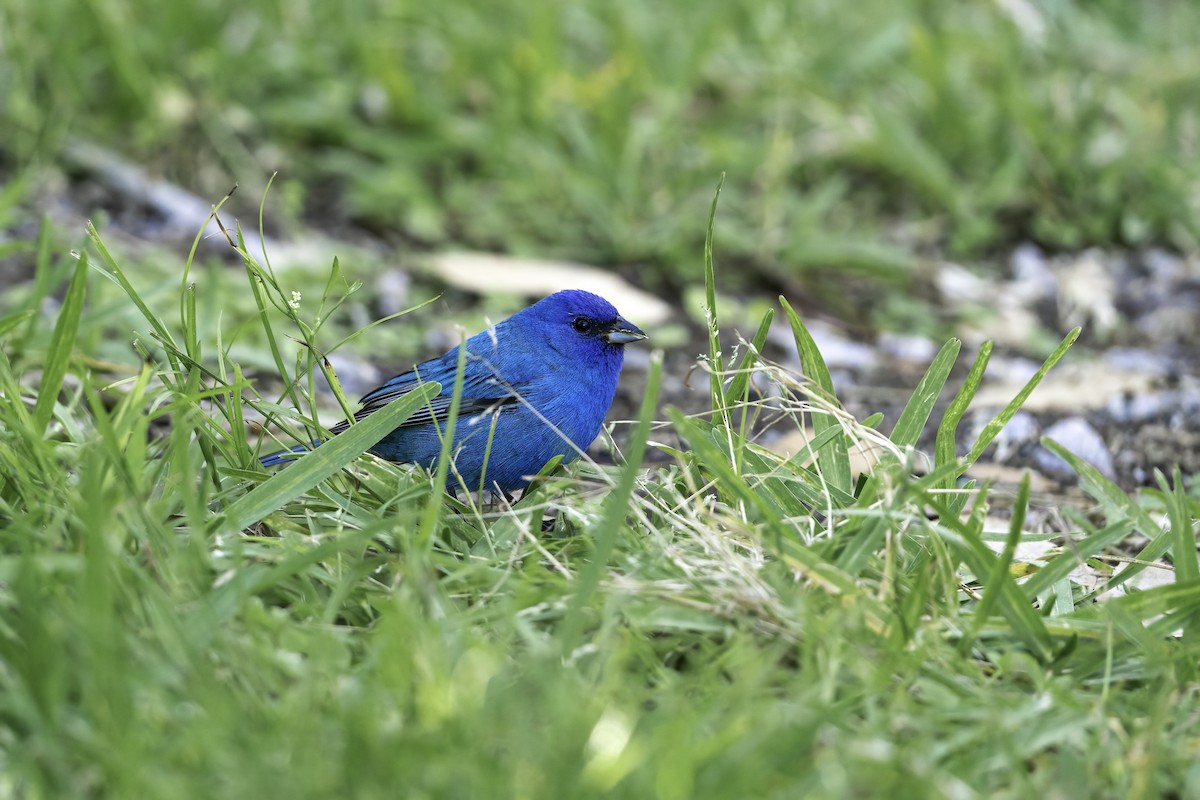 Indigo Bunting - ML435415351