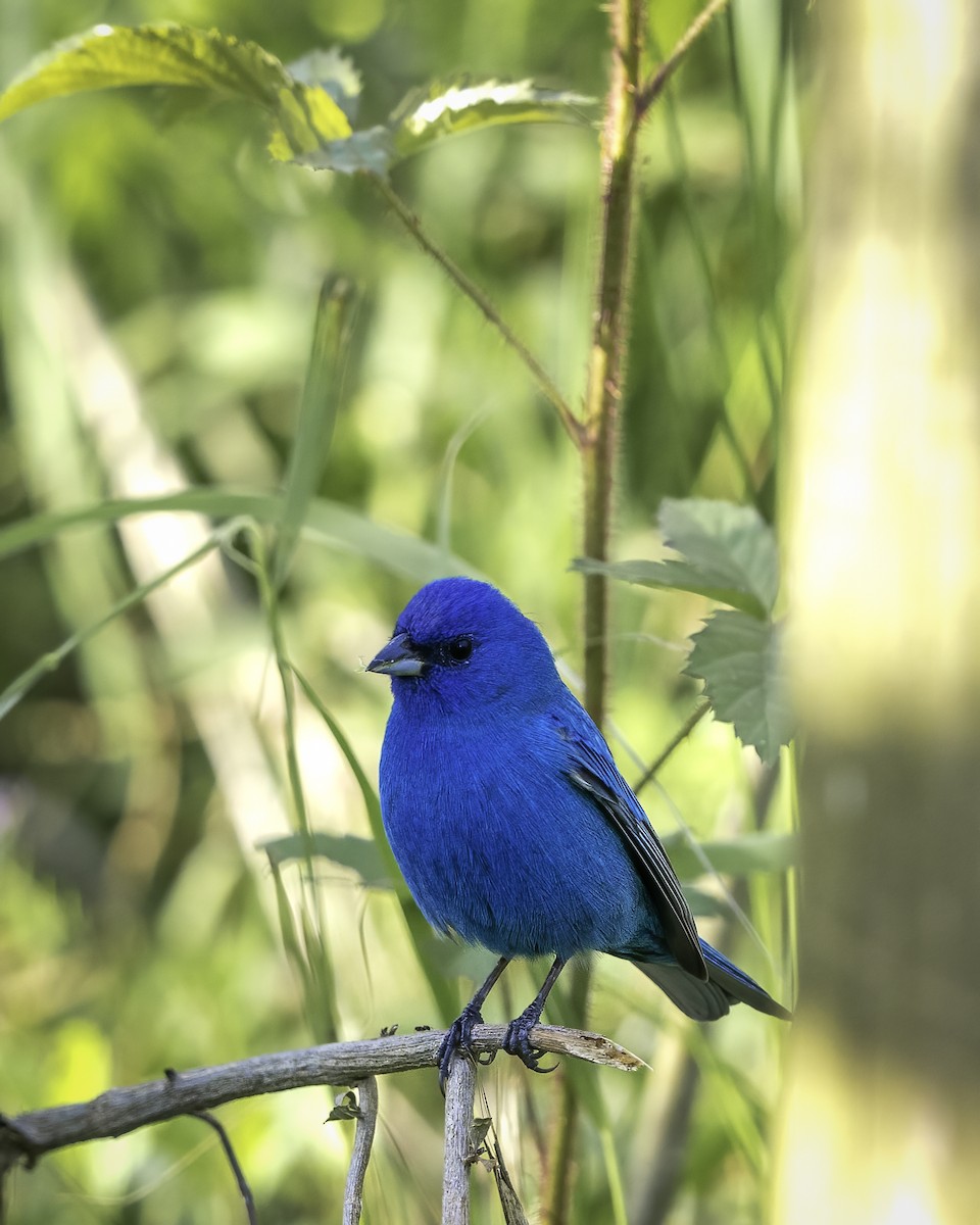 Indigo Bunting - ML435415361