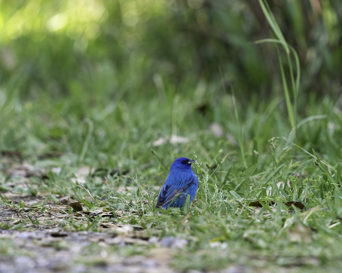 Indigo Bunting - ML435415521