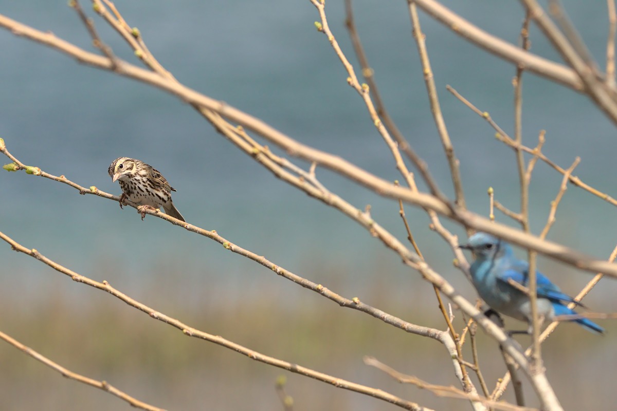 Savannah Sparrow (Savannah) - ML435415601