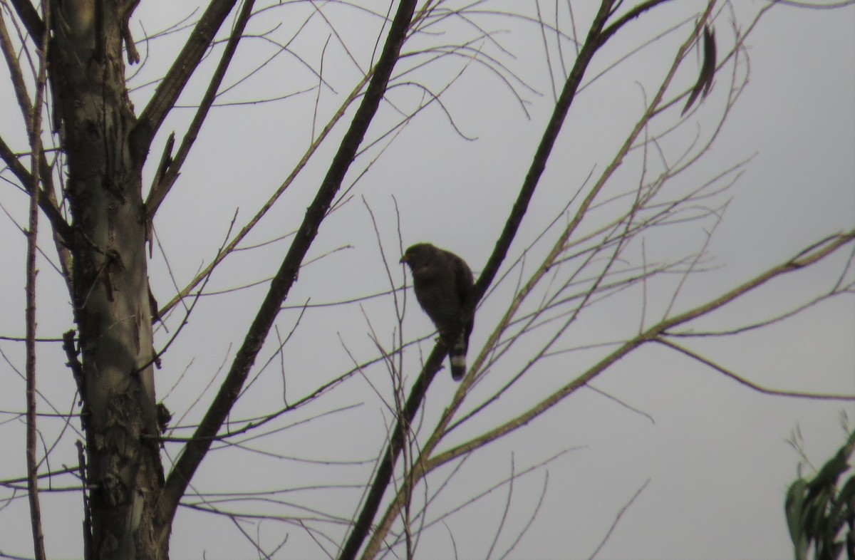 Roadside Hawk - ML435415991