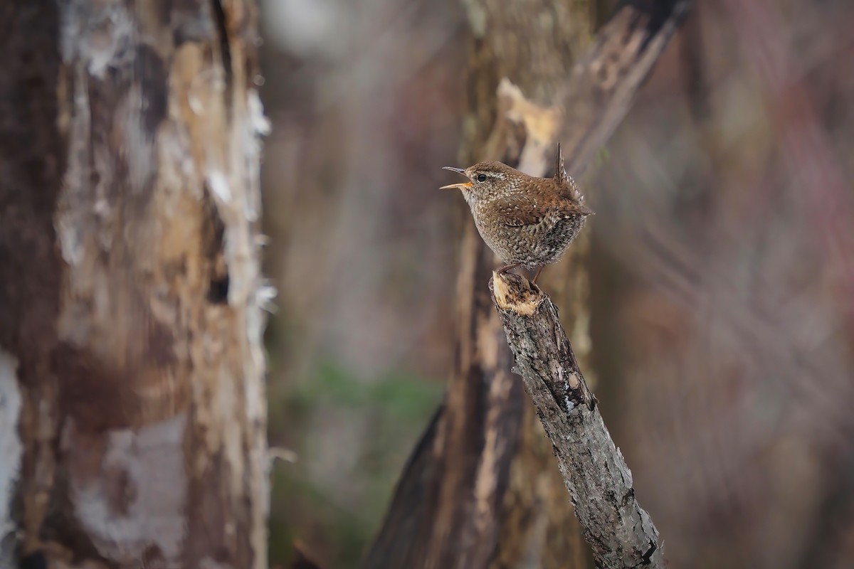 Winter Wren - ML435416231