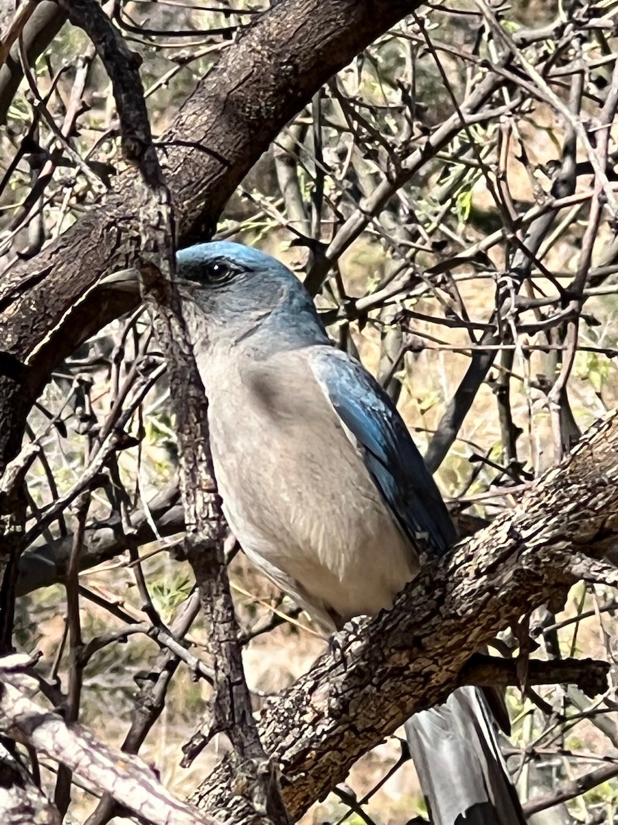 Mexican Jay - ML435416371