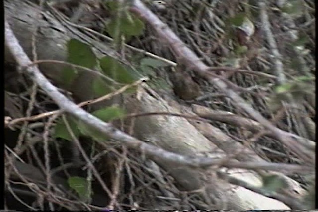 Spot-breasted Wren - ML435419