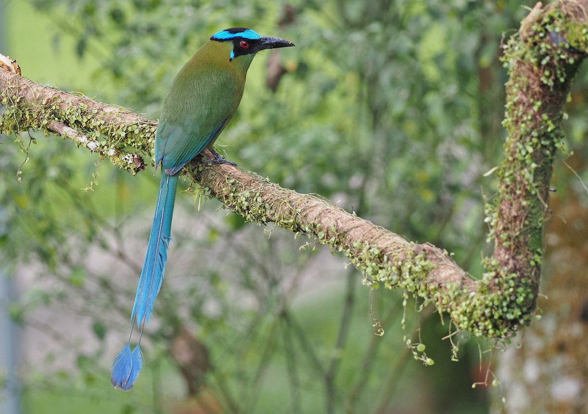 Andean Motmot - Sam Woods