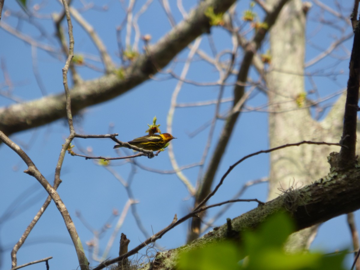 Cape May Warbler - ML435422171