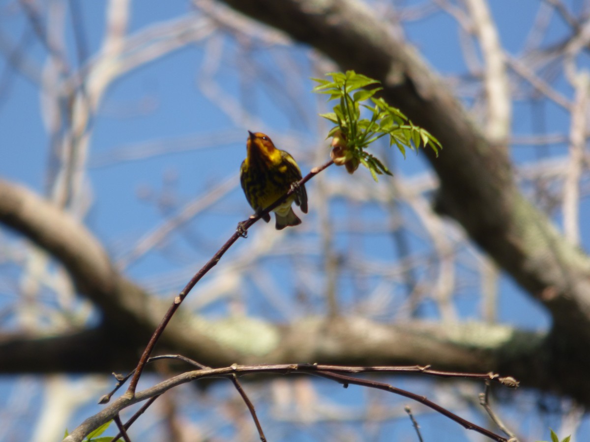 Cape May Warbler - ML435422201