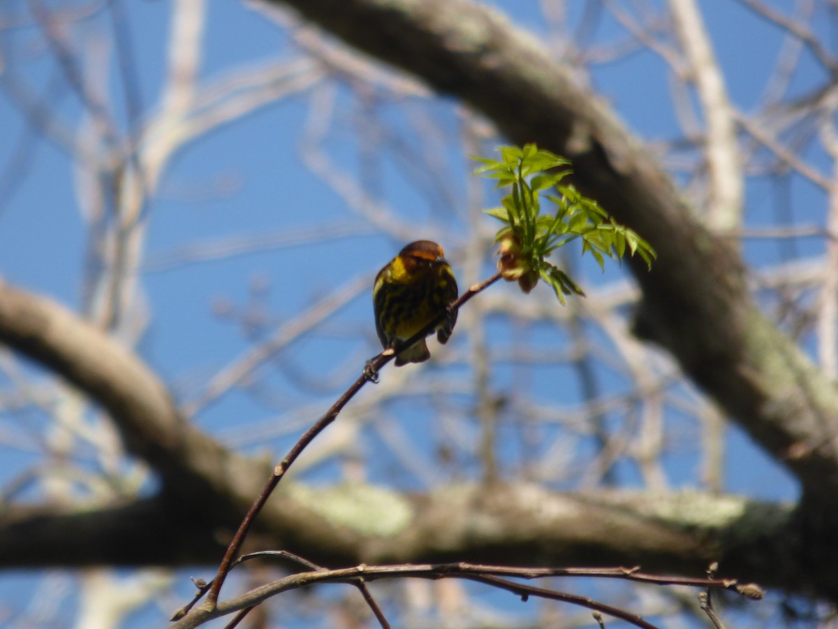 Cape May Warbler - ML435422251