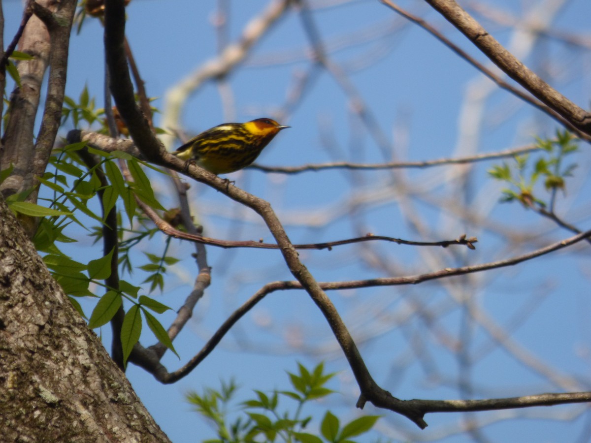 Cape May Warbler - ML435422341