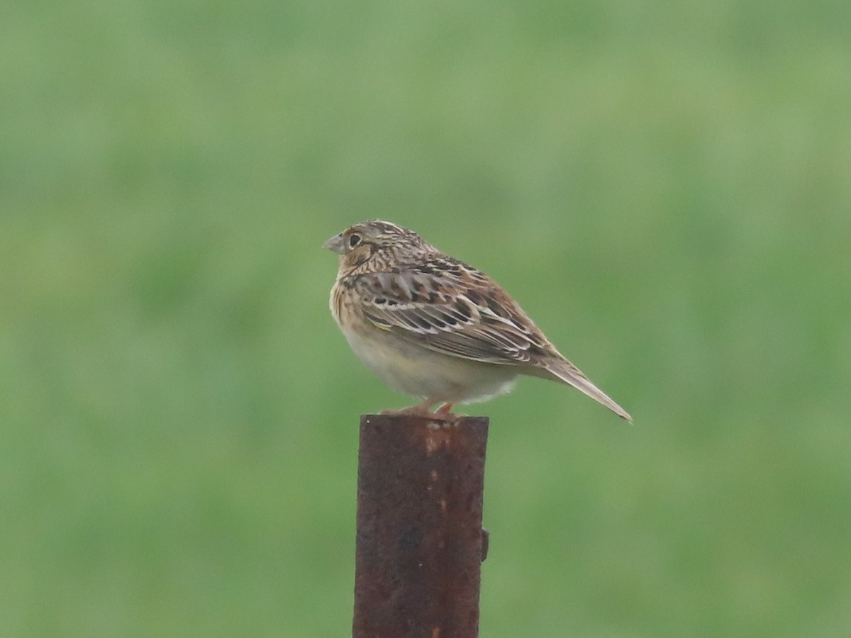 Grasshopper Sparrow - ML435423421