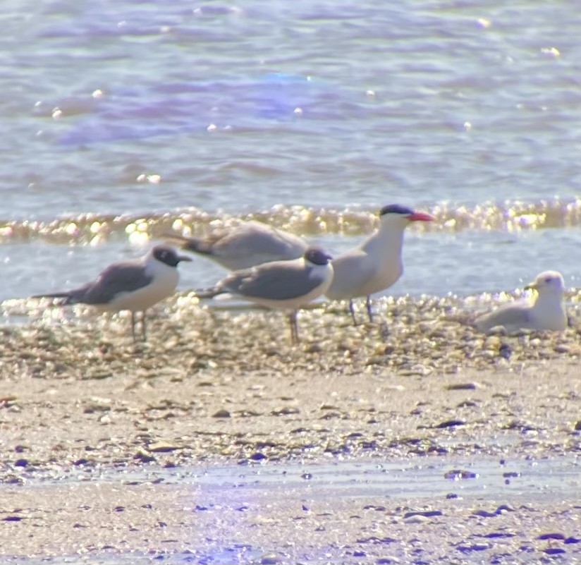 Caspian Tern - ML435427041