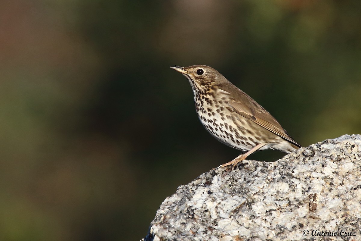 Song Thrush - ML43542801