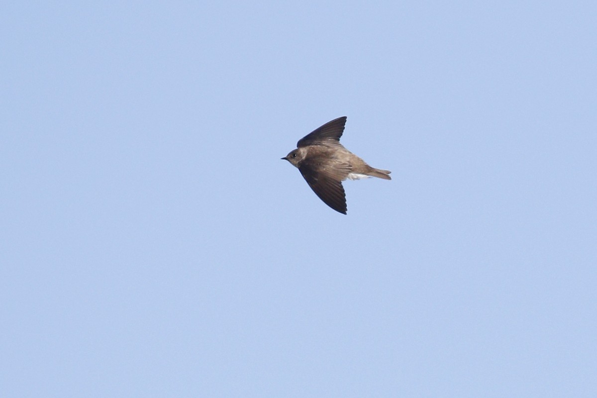 Northern Rough-winged Swallow - Ted Keyel