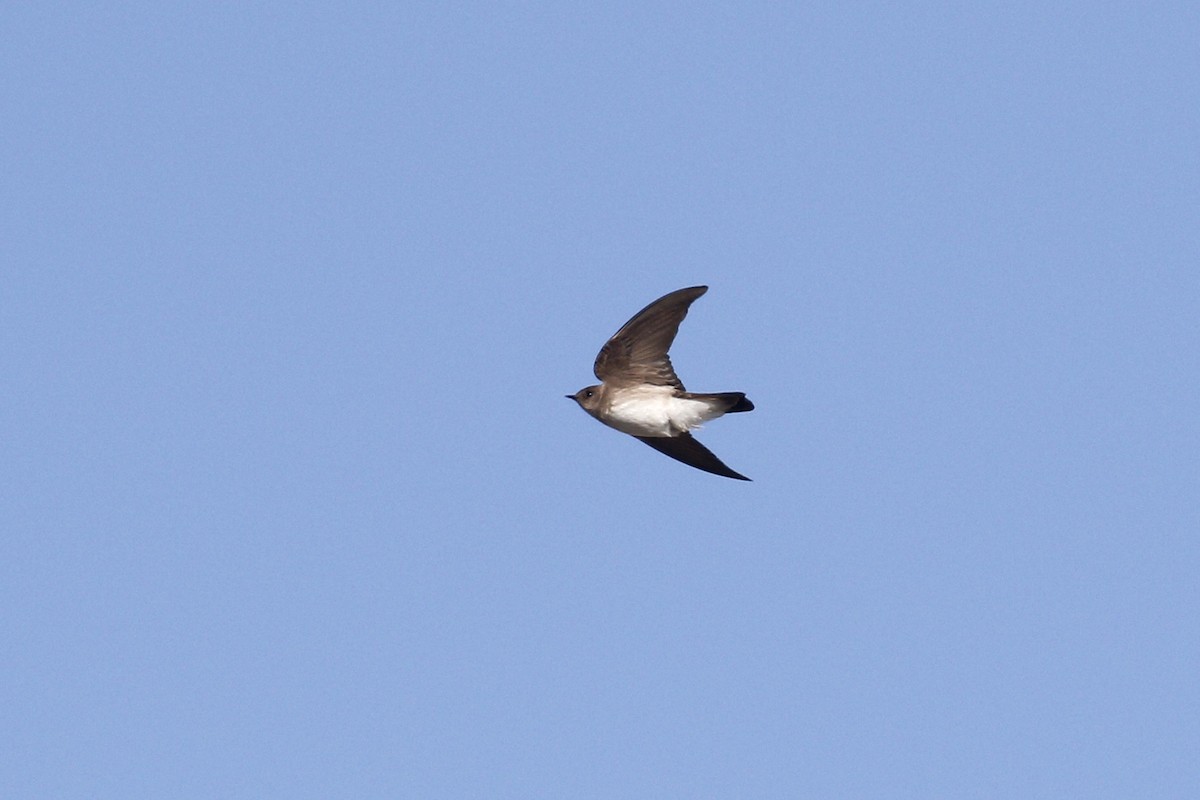 Golondrina Aserrada - ML435429091