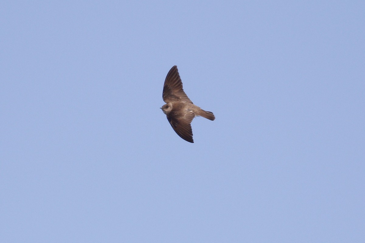 Northern Rough-winged Swallow - Ted Keyel