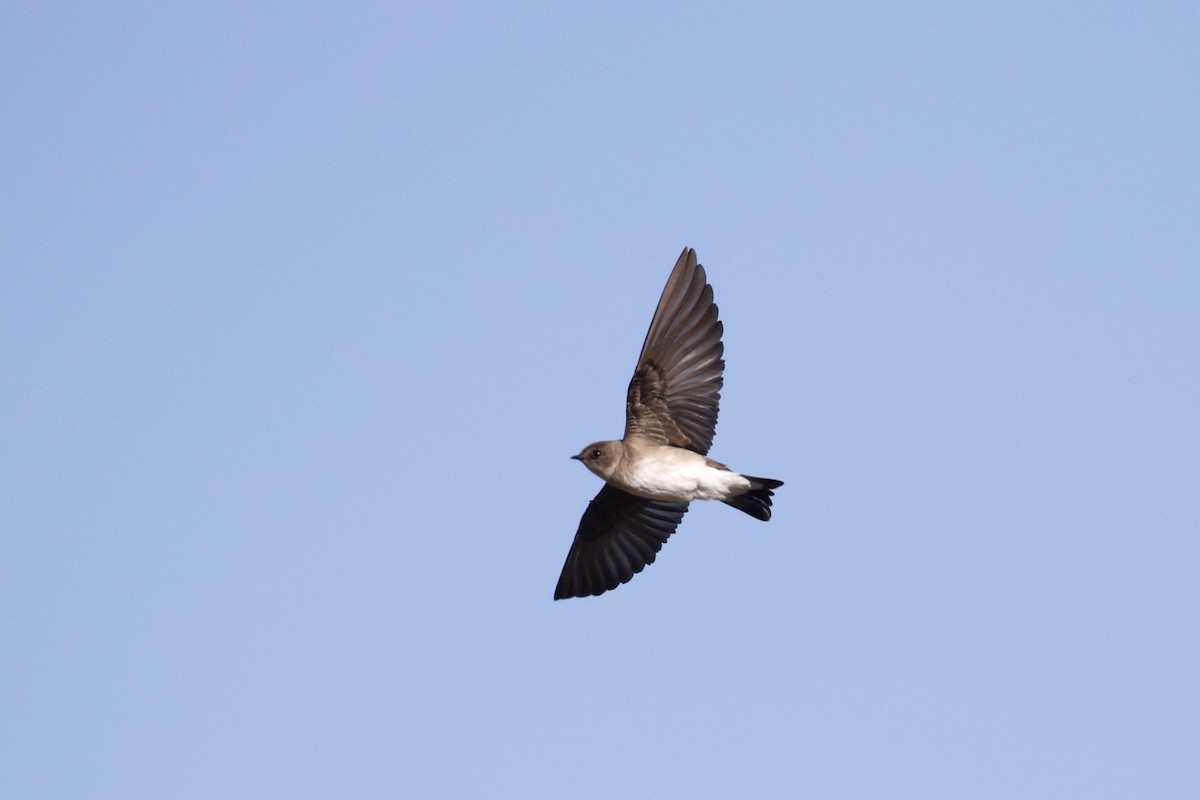 Northern Rough-winged Swallow - Ted Keyel