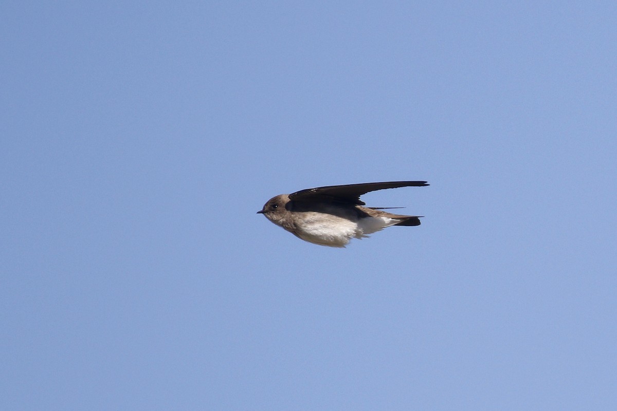 Northern Rough-winged Swallow - Ted Keyel