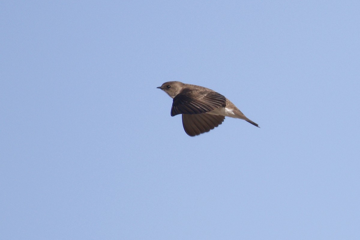 Northern Rough-winged Swallow - Ted Keyel