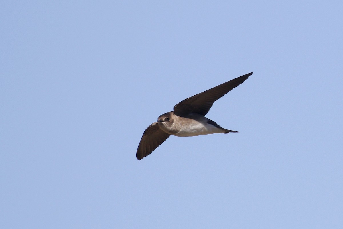 Northern Rough-winged Swallow - Ted Keyel