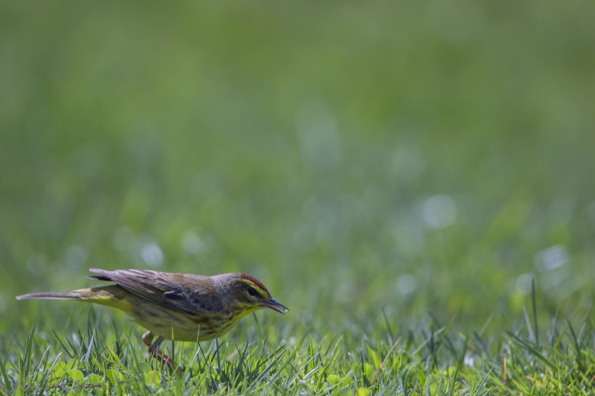 Palm Warbler (Yellow) - ML435429291