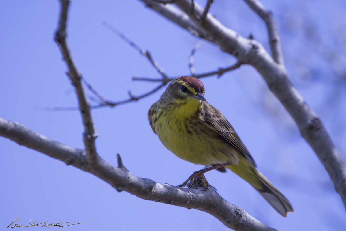 Palm Warbler (Yellow) - ML435429591