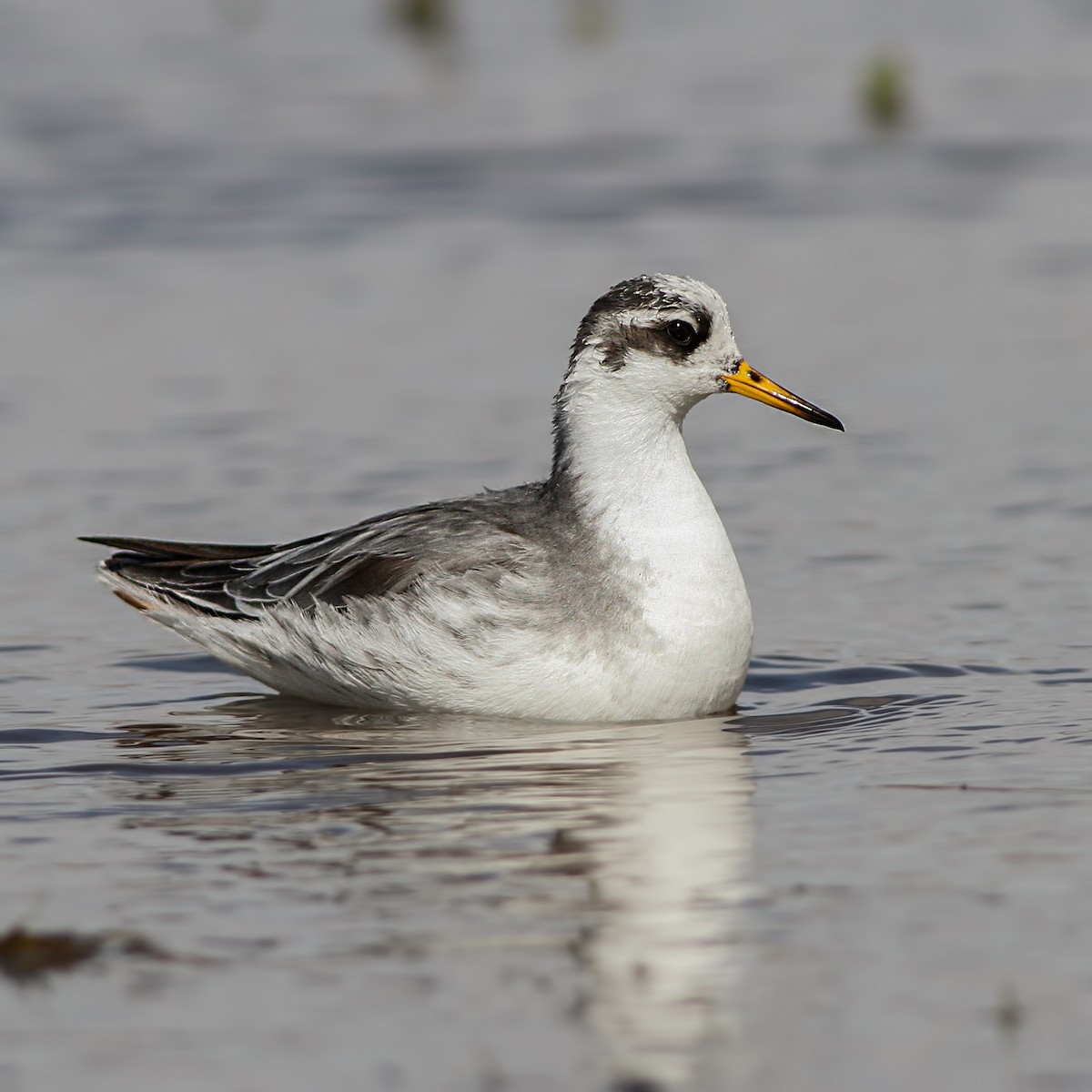 Red Phalarope - Emrah Kayhan
