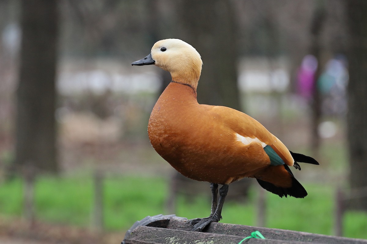 Ruddy Shelduck - Mike Trent