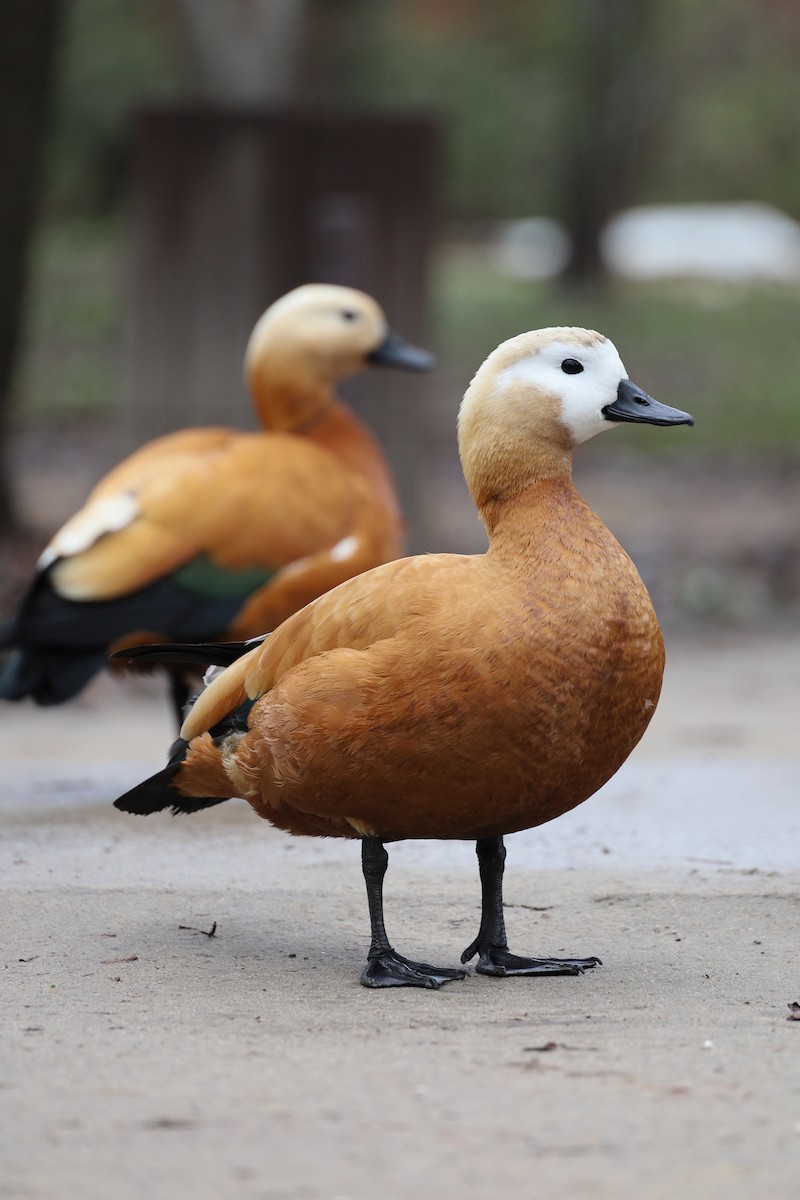 Ruddy Shelduck - Mike Trent