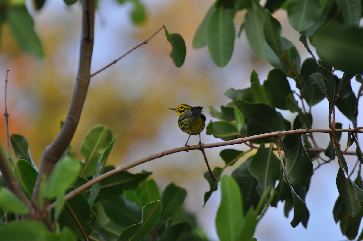 Prairie Warbler - James Thompson