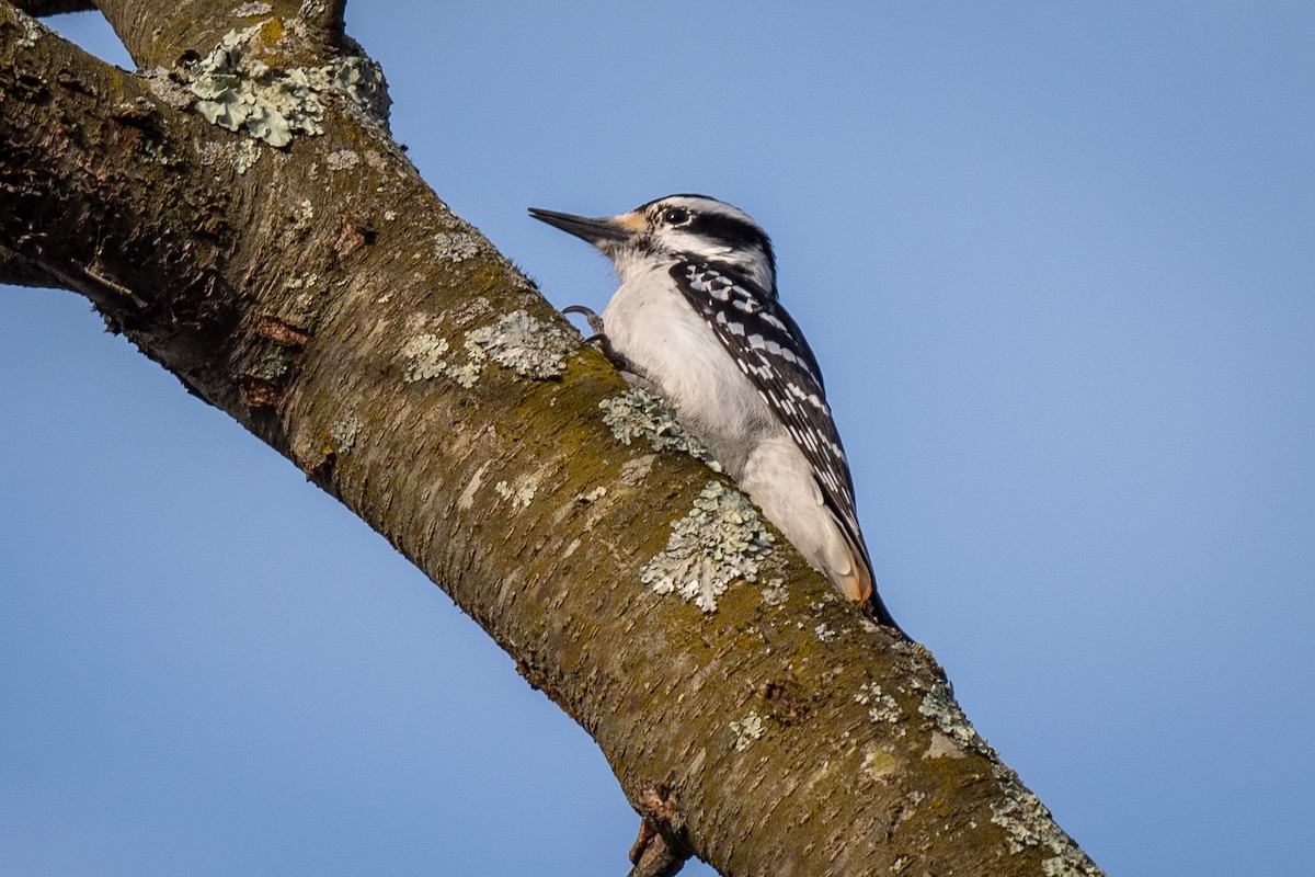 Hairy Woodpecker - Mitchell Goldfarb